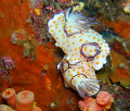   Chromodoris annulata  